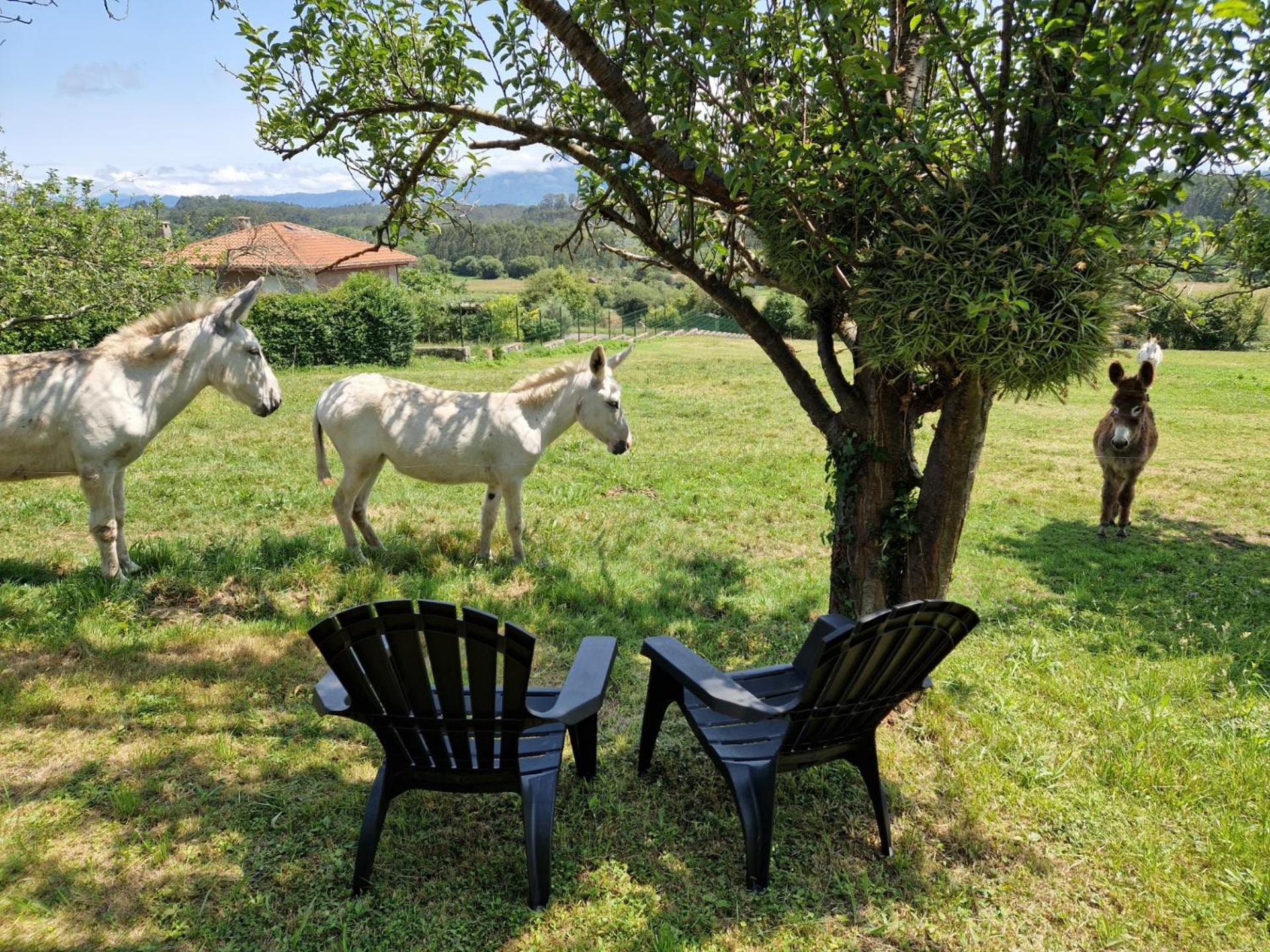 Turismo Rural El Piensu ビリャビシオサ エクステリア 写真