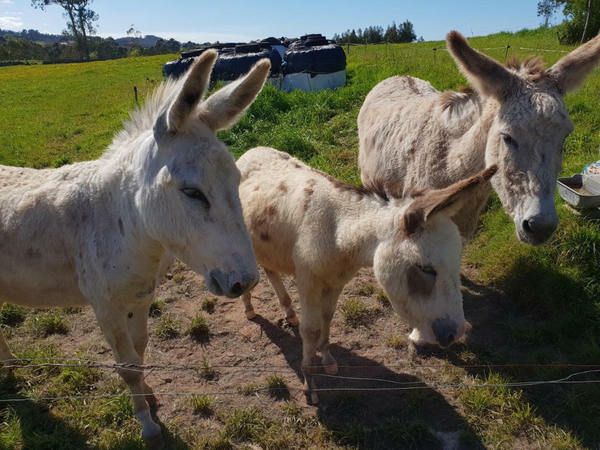 Turismo Rural El Piensu ビリャビシオサ エクステリア 写真